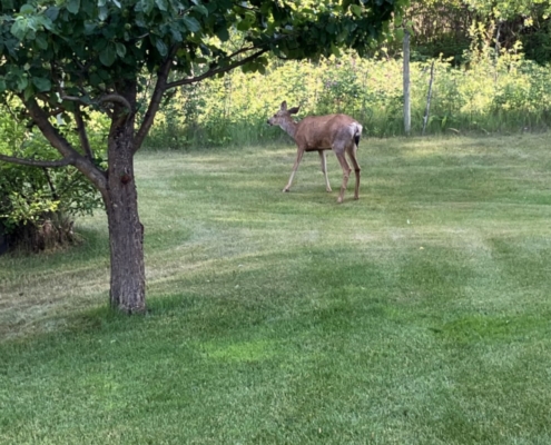 B.C. COS removes crossbow bolt lodged in deer's back 4 weeks