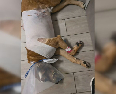 Local family of dog struck by arrow speaks out about traumatic experience