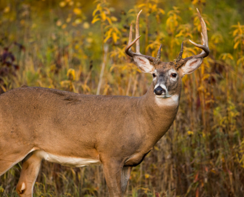 The Complete Guide To Bowhunting Early Season Bucks On Public Land