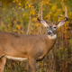 The Complete Guide To Bowhunting Early Season Bucks On Public Land