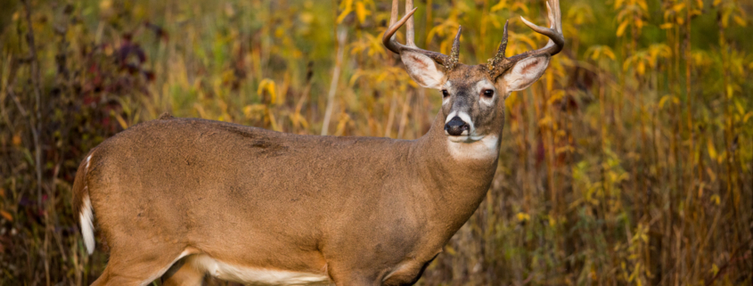 The Complete Guide To Bowhunting Early Season Bucks On Public Land